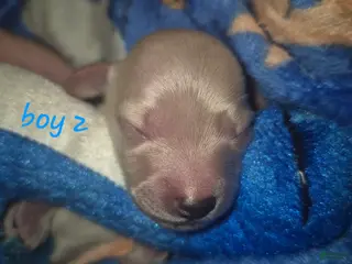 Miniature Dachshund dogs ee CREAM BOY 2 - Ad 11