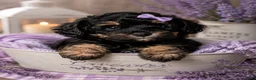 Bernedoodle dogs for sale: Venus - Ad 5