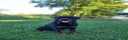 Rottweiler dogs for sale: Diesel - Ad 6