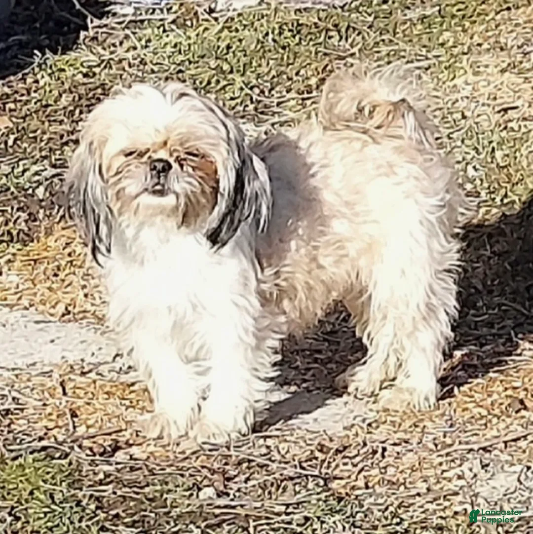 Shih Tzu dogs for sale: Mickey - Ad 6