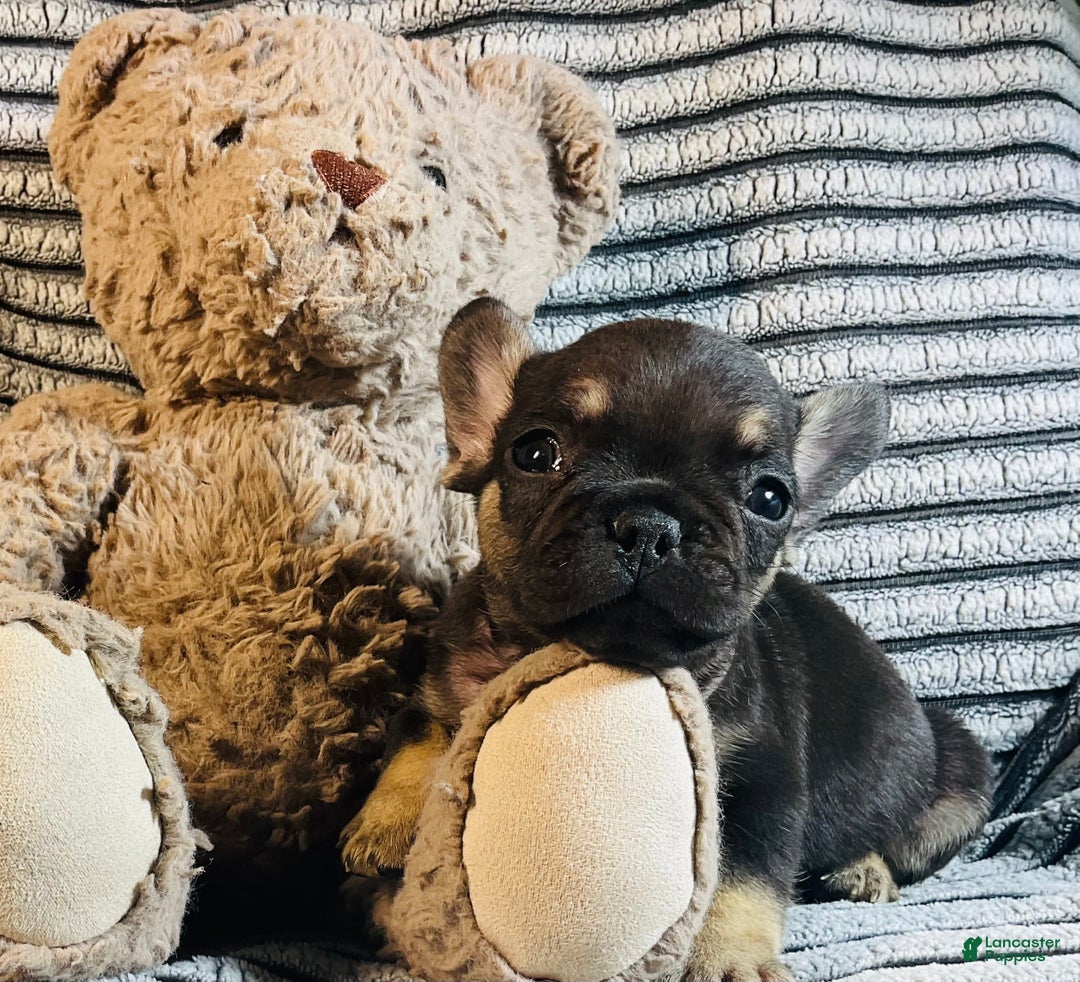 French Bulldog dogs for sale: Theo  - Ad 4