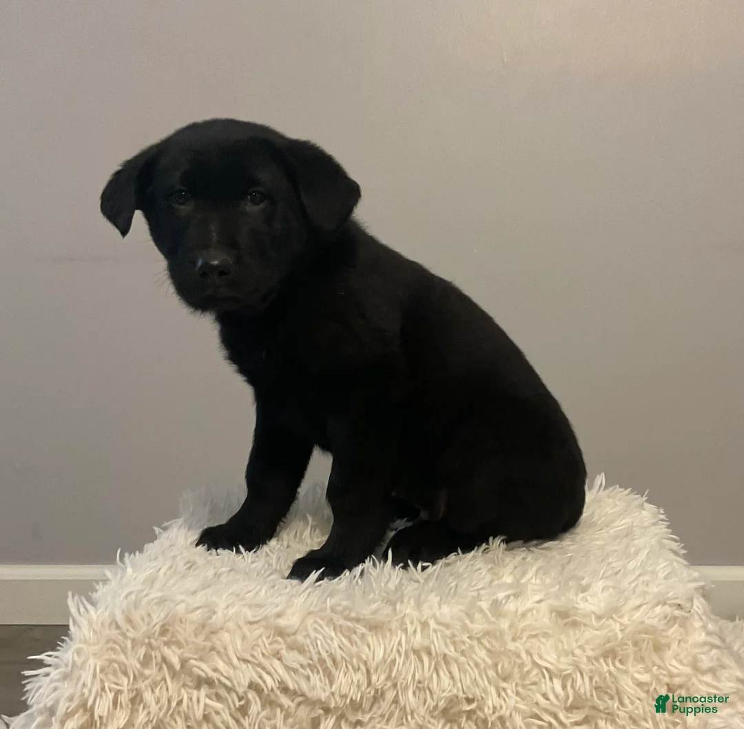 Mixed Breed dogs for sale: Blake  - Ad 3