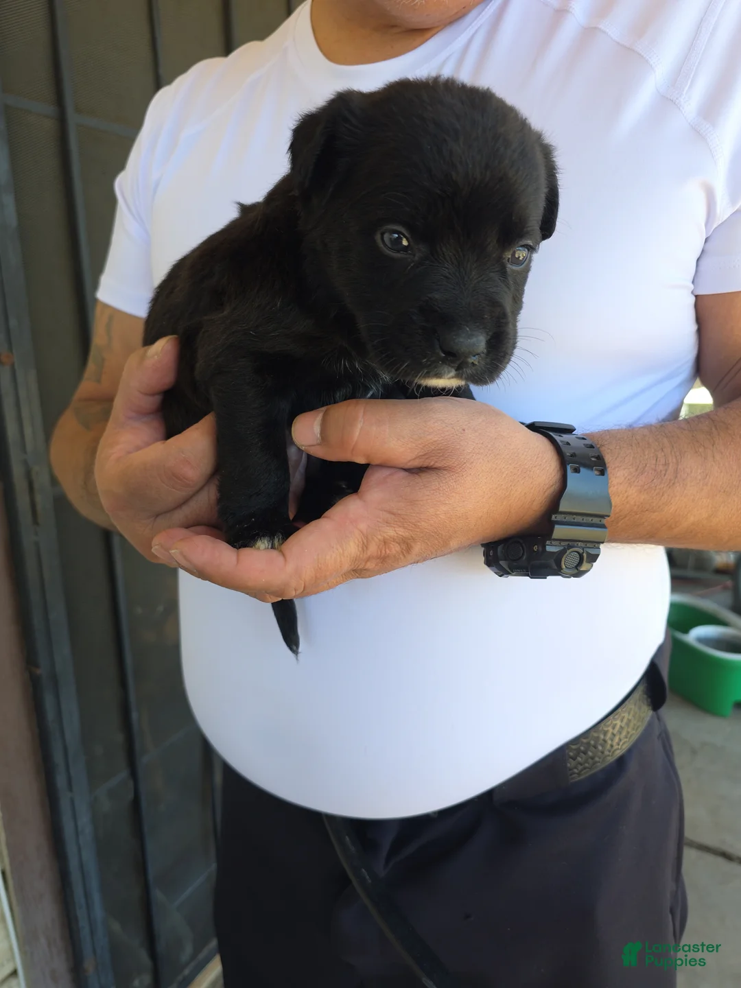 Mixed Breed dogs for sale: Labradoodle/ golden retriever mix Puppy 4 - Ad 1
