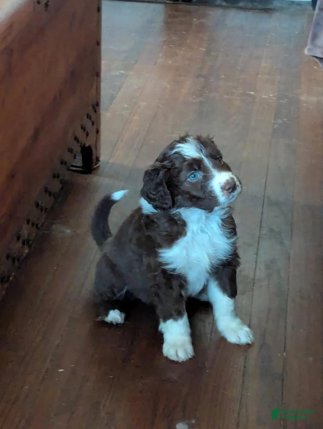 Bordoodle dogs for sale: Bordoodle Puppy 3 - Ad 1