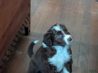 Bordoodle dogs Bordoodle Puppy 3 - Ad 8