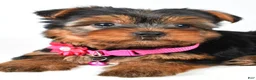 Yorkshire Terrier dogs for sale: Rita - Ad 5