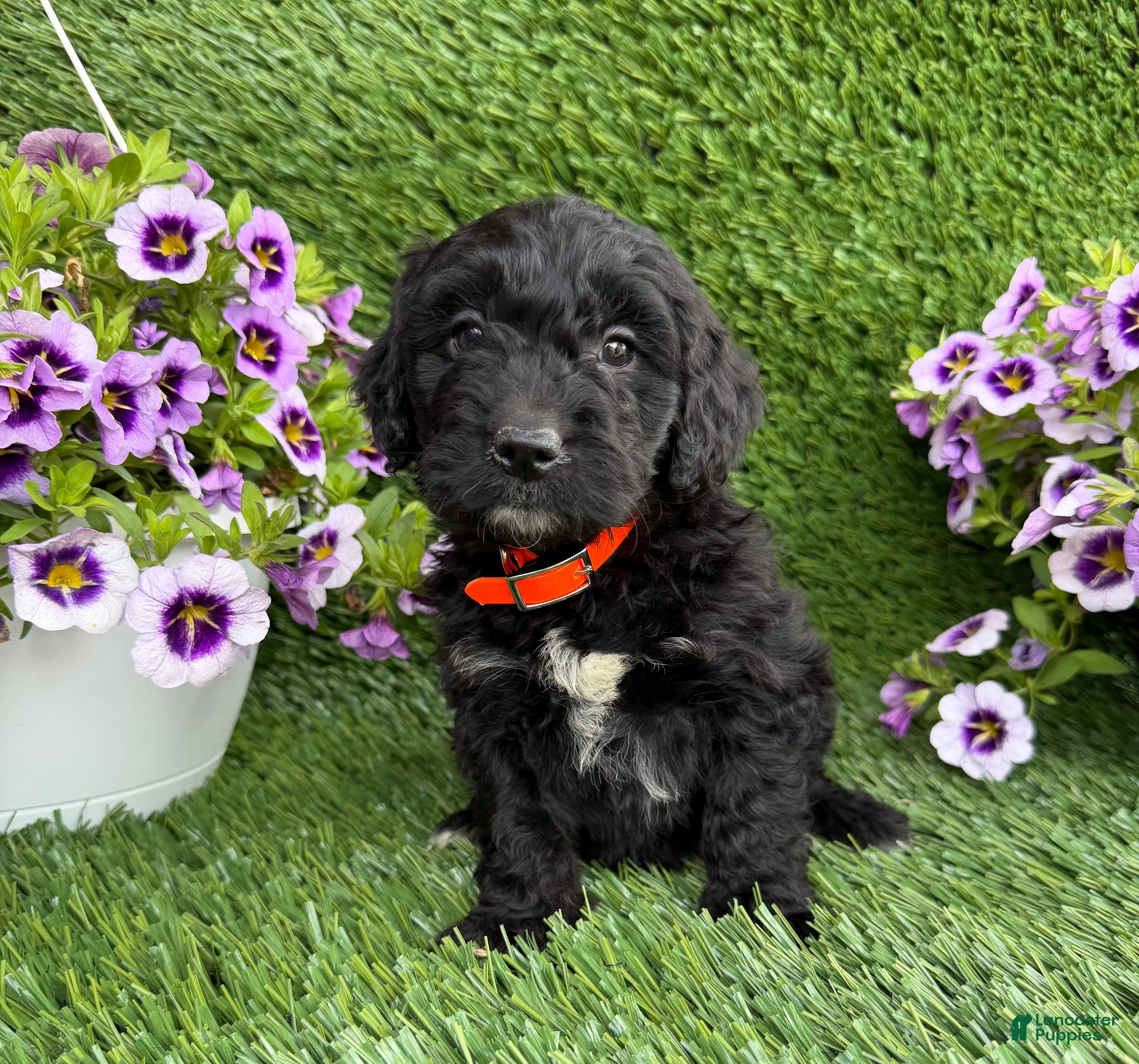 Mini Goldendoodle dogs AJ - Ad 1