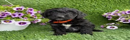 Mini Goldendoodle dogs for sale: AJ - Ad 1