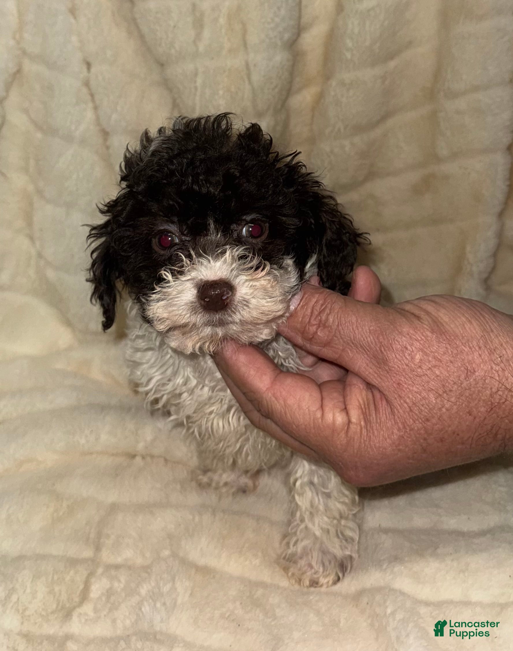Toy Poodle dogs Vina - Ad 20