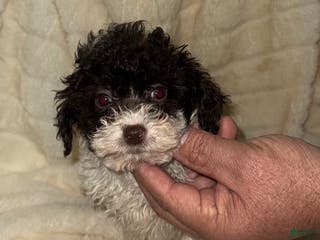 Toy Poodle dogs Vina - Ad 20