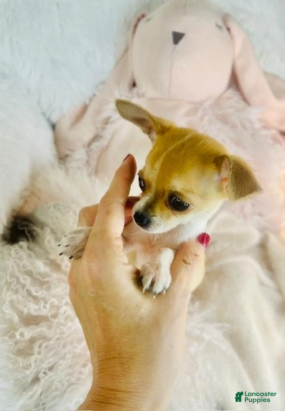 Chihuahua dogs for sale: Chihuahua Puppy 1 - Ad 4
