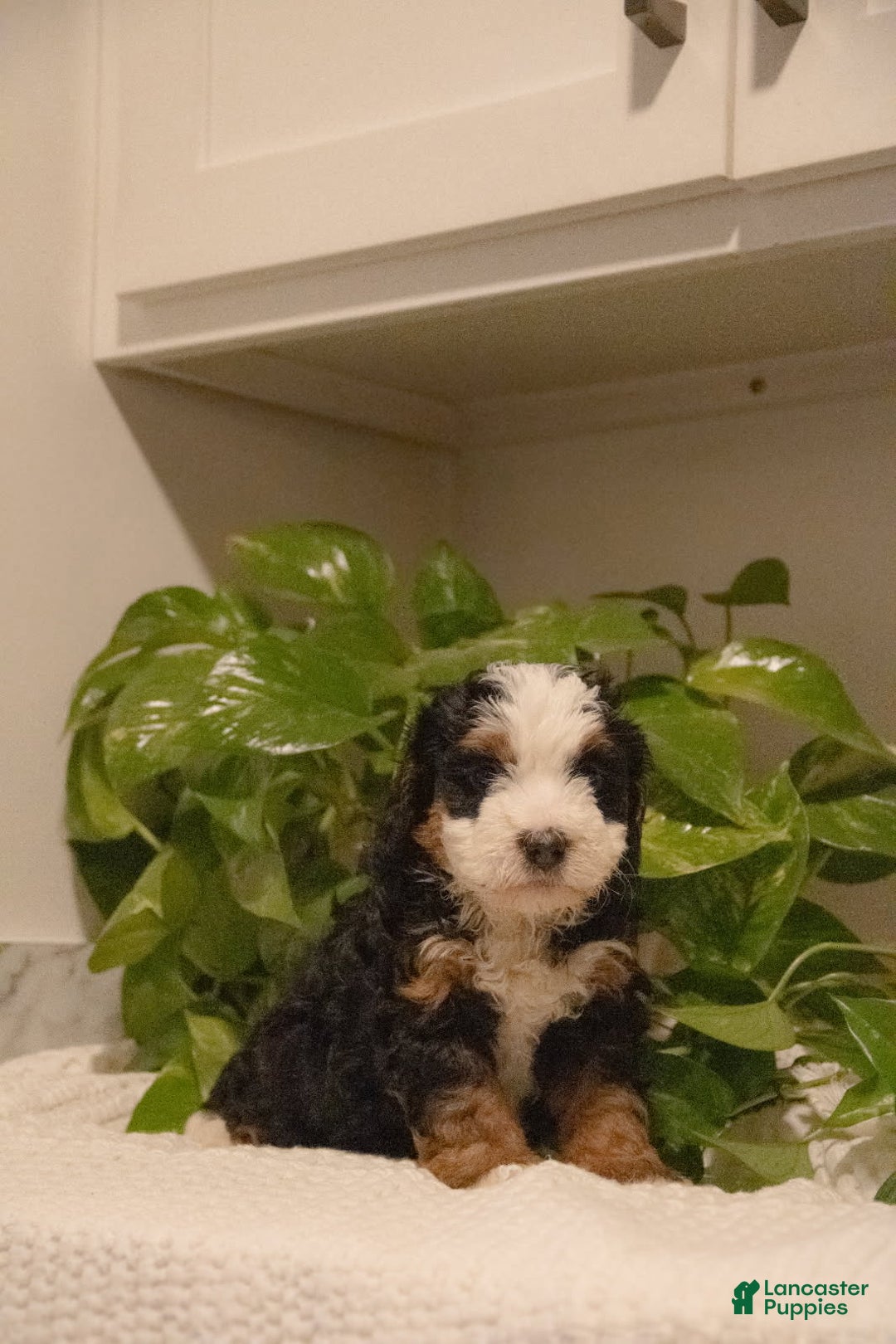 Mini Bernedoodle dogs for sale: Tia - Ad 2