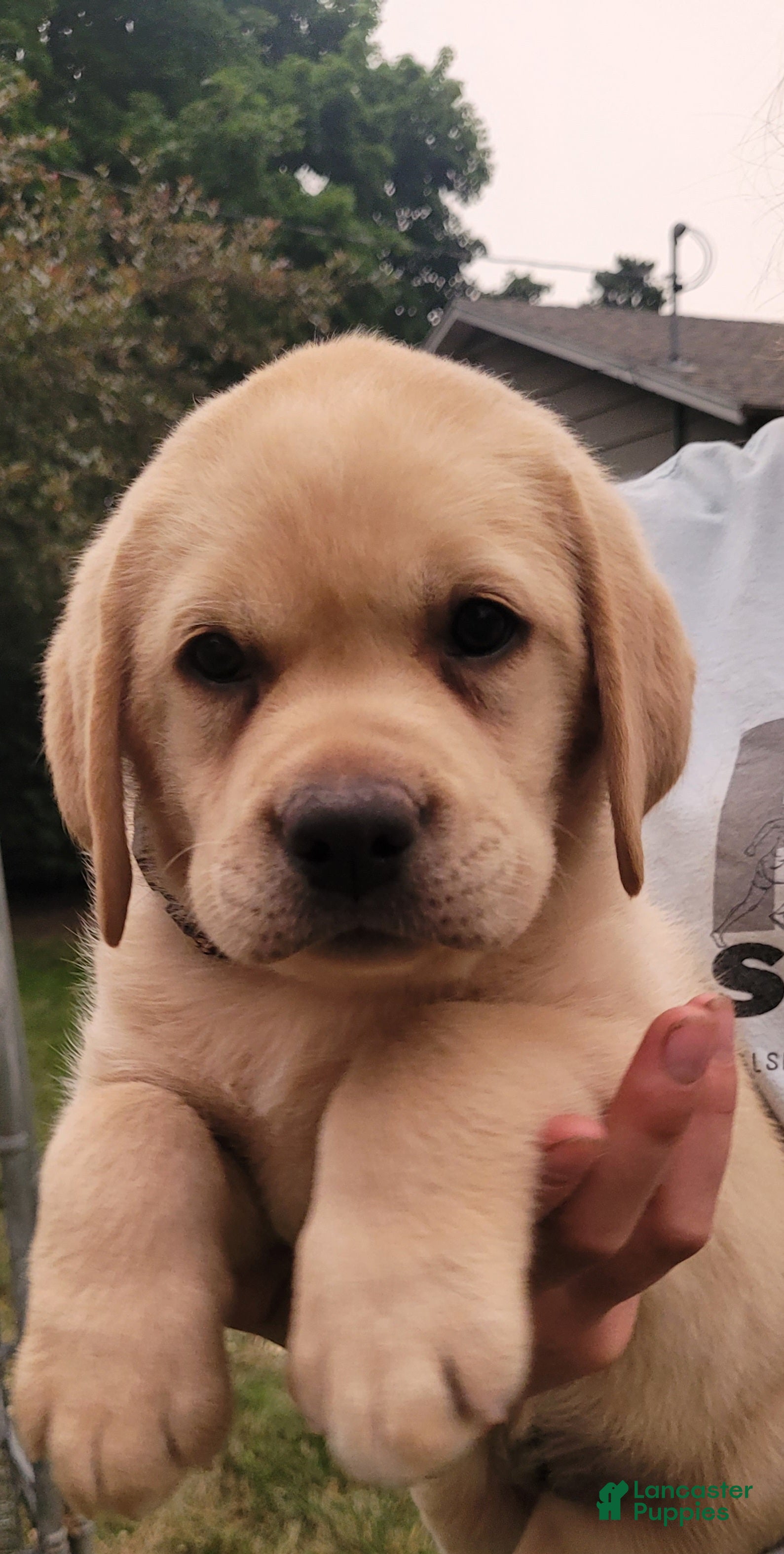 Labrador Retriever dogs Lexi - Ad 1