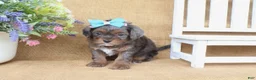 Cavapoo dogs for sale: Raven - Ad 3