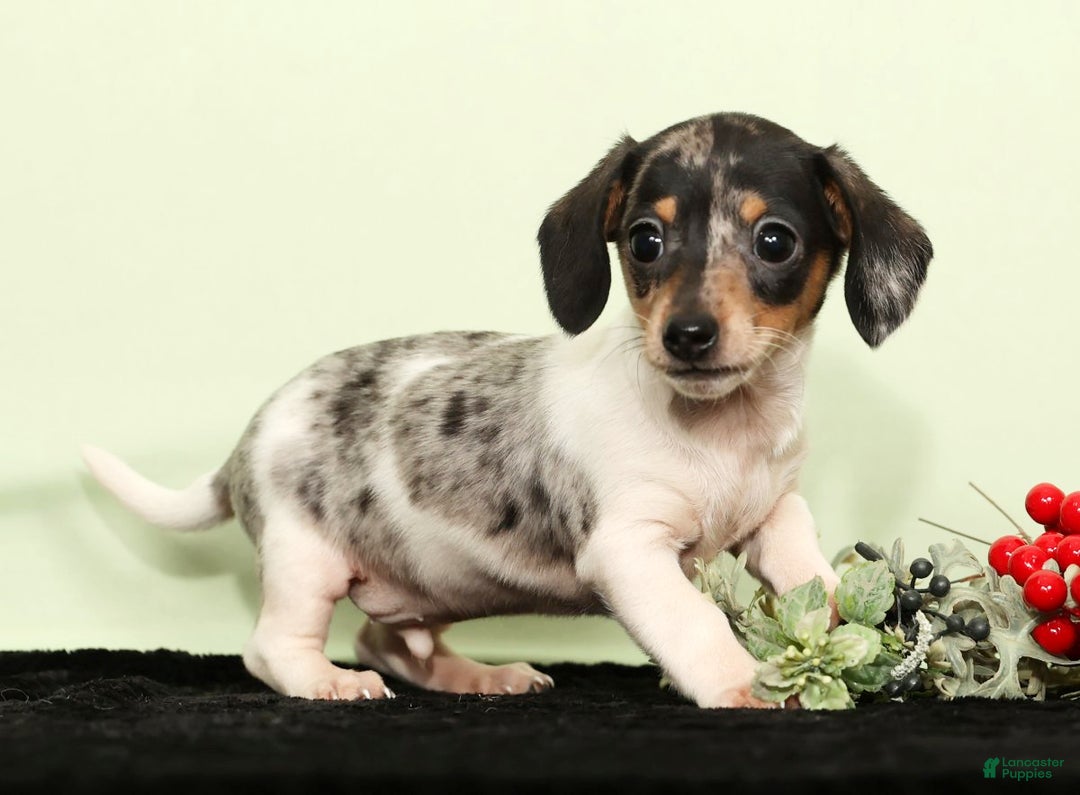 Miniature Dachshund dogs for sale: Isaac - Ad 1