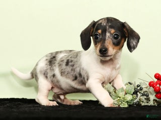 Miniature Dachshund dogs Isaac - Ad 16