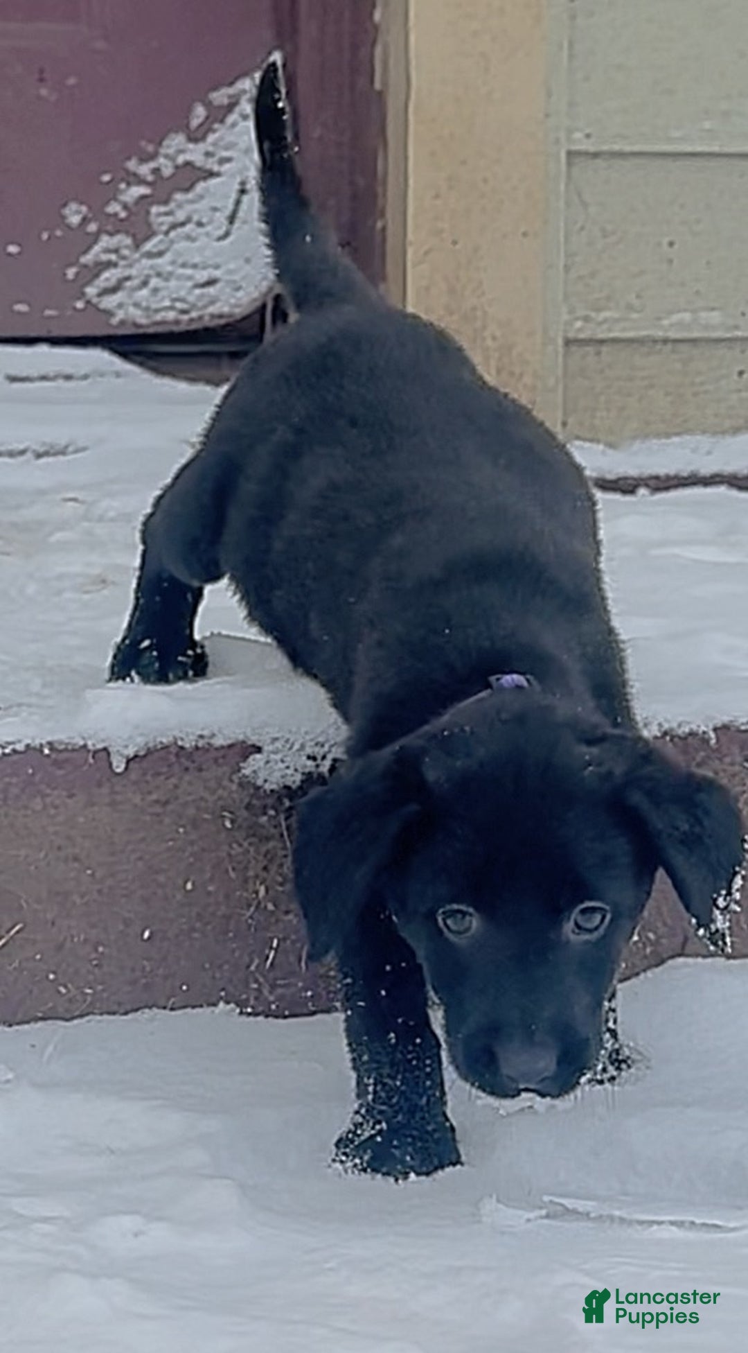 Labrador Retriever dogs for sale: Labrador Retriever Puppy 1 - Ad 5