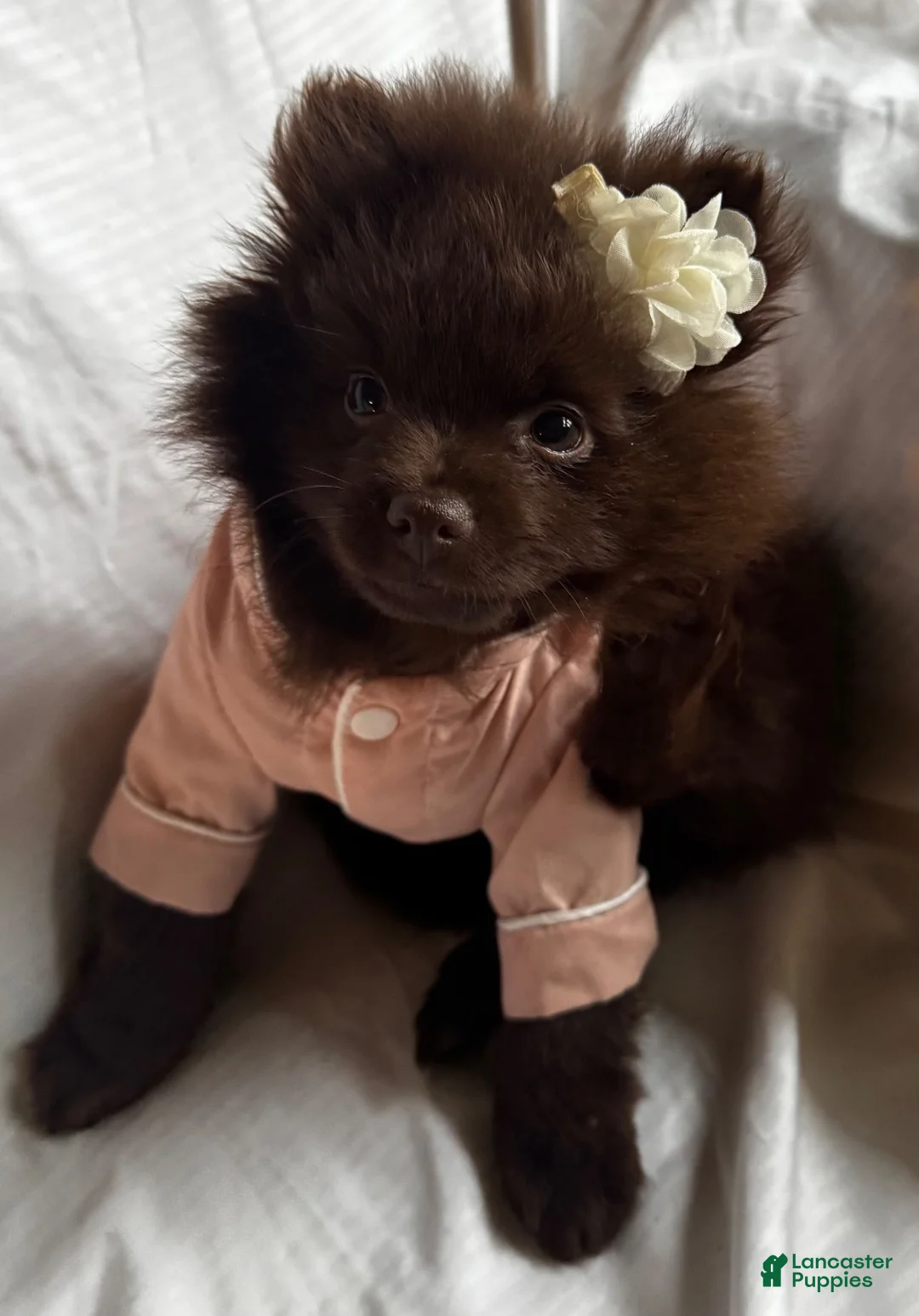 Pomeranian dogs for sale: Pomeranian 1 - Ad 1