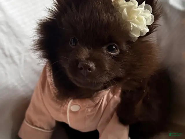 Pomeranian dogs for sale: Pomeranian 1 - Ad 16