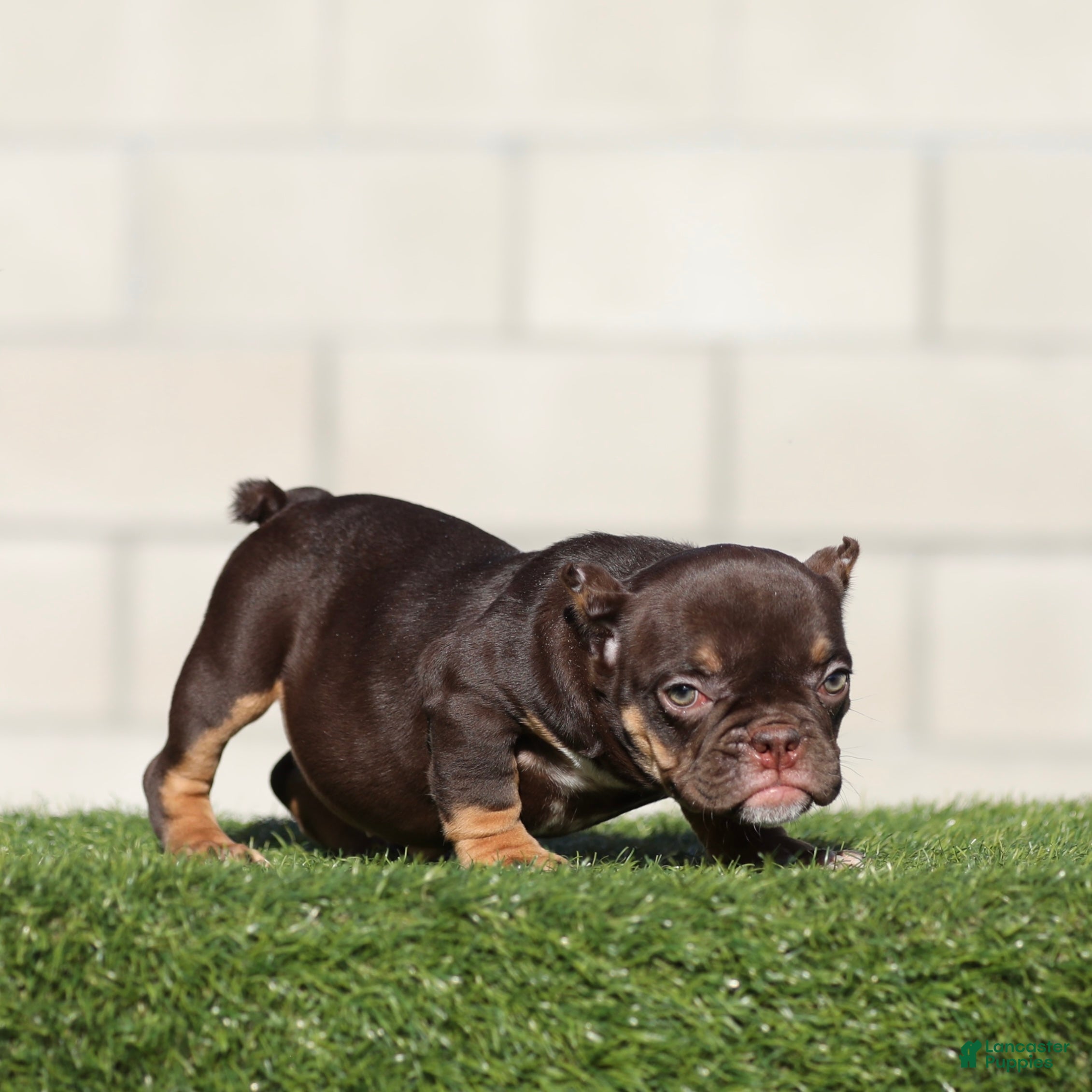 American Bully dogs American Bully 2 - Ad 2