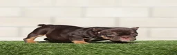 American Bully dogs for sale: American Bully 2 - Ad 1