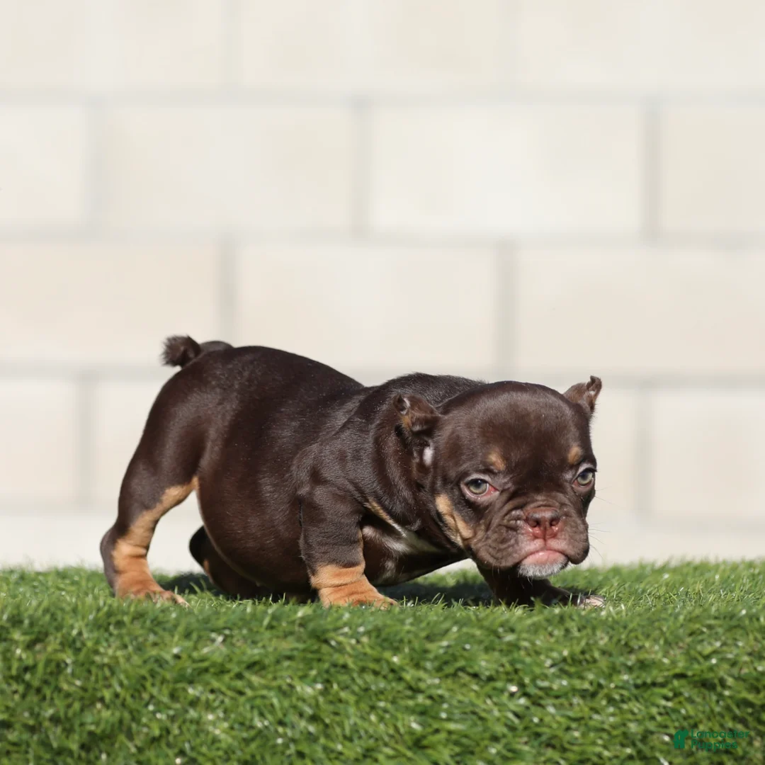 American Bully dogs for sale: American Bully 2 - Ad 1