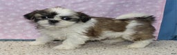 Shih Tzu dogs for sale: Julane - Ad 3