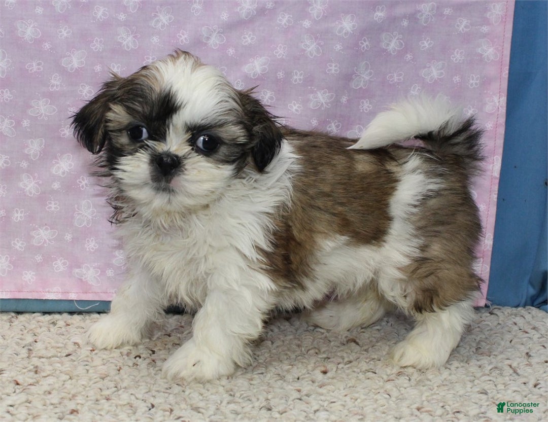 Shih Tzu dogs for sale: Julane - Ad 3