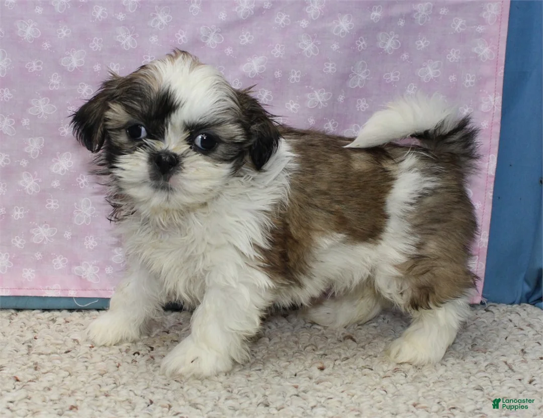 Shih Tzu dogs for sale: Julane - Ad 3