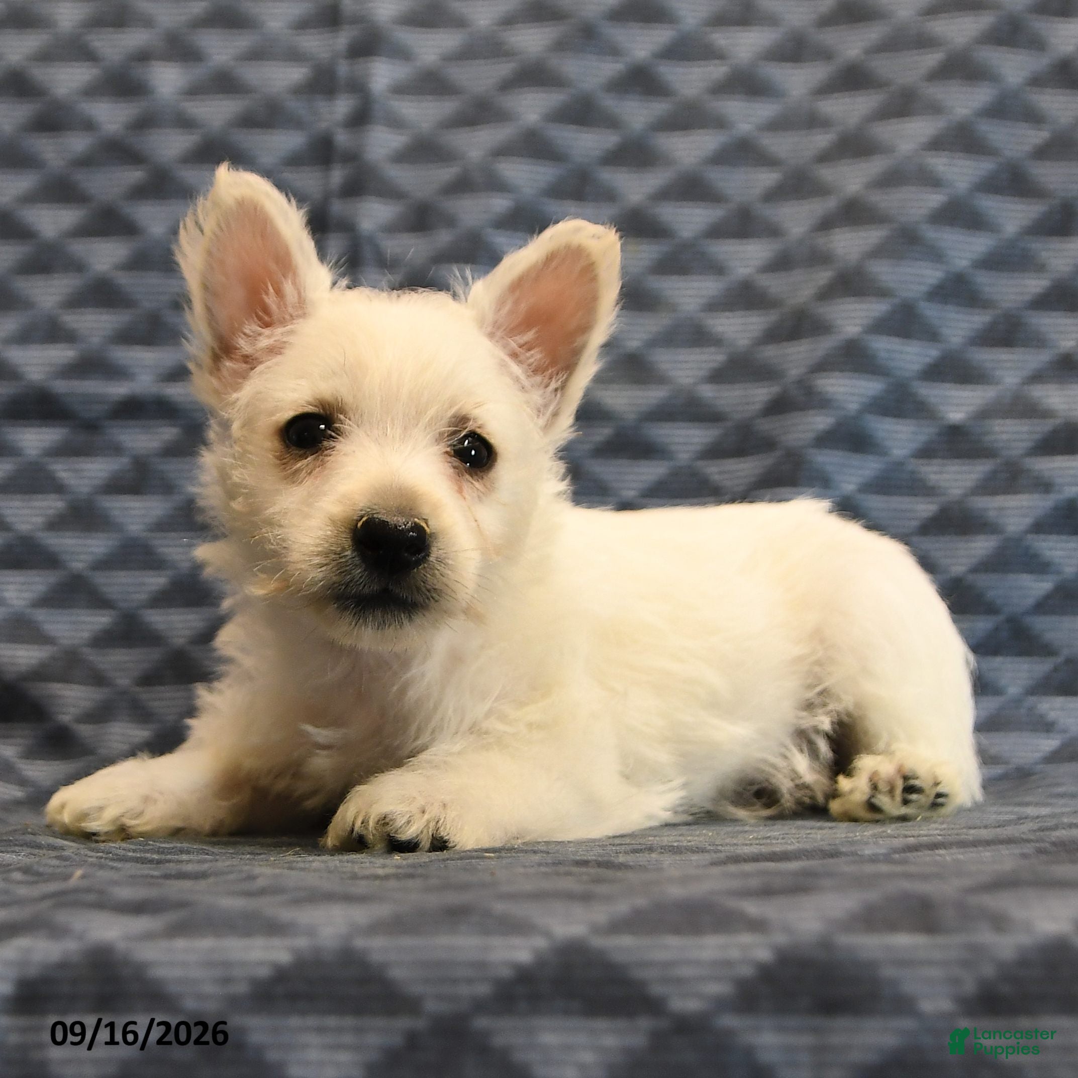 West Highland Terrier dogs Nancy - Ad 2