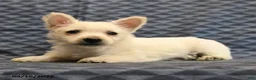 West Highland Terrier dogs for sale: Nancy - Ad 2