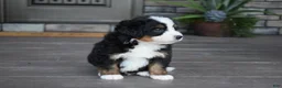 Mini Bernedoodle dogs for sale: Chip - Ad 9