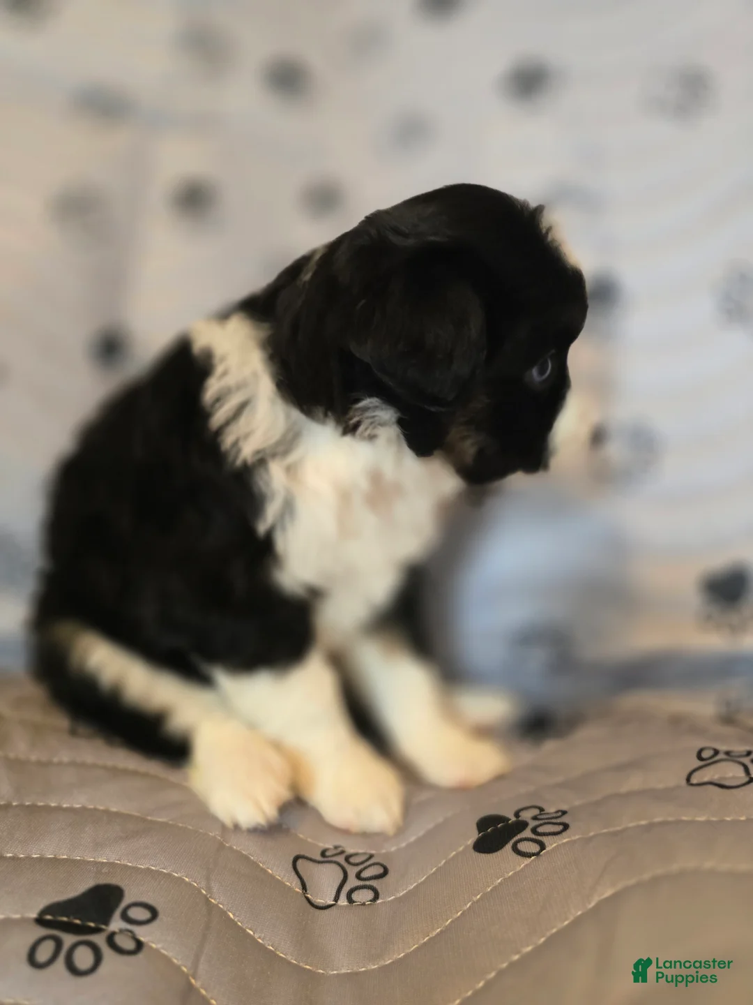 Miniature Australian Shepherd dogs for sale: Miniature Australian Shepherd Puppy 4 - Ad 2