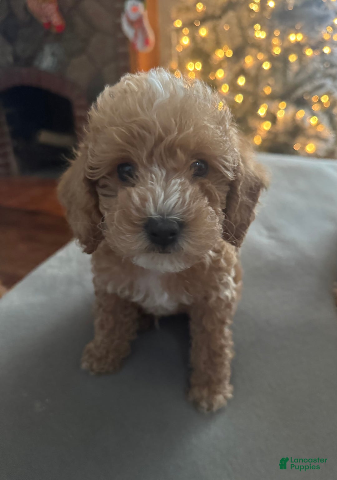 Toy Poodle dogs for sale: Biggie - Ad 3