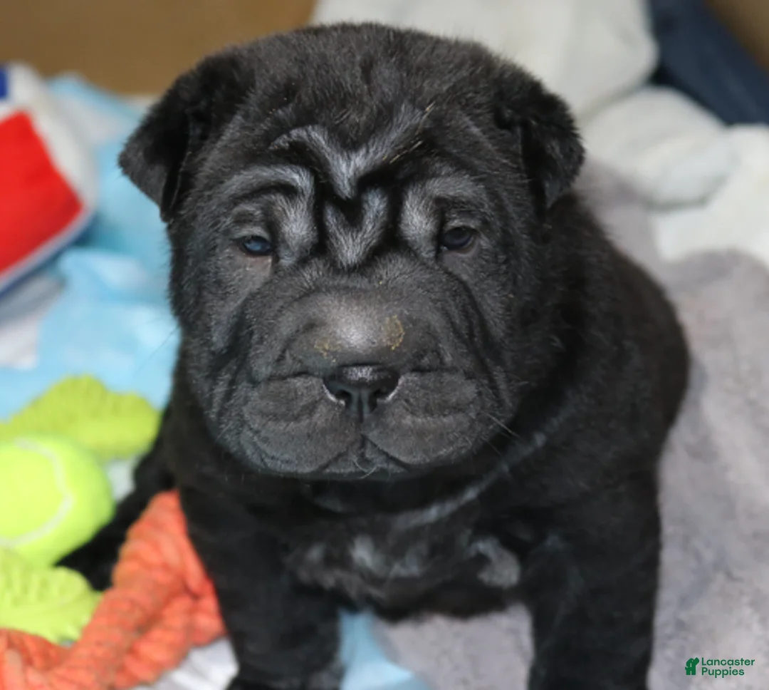 Shar Pei dogs for sale: Valerie - Ad 4