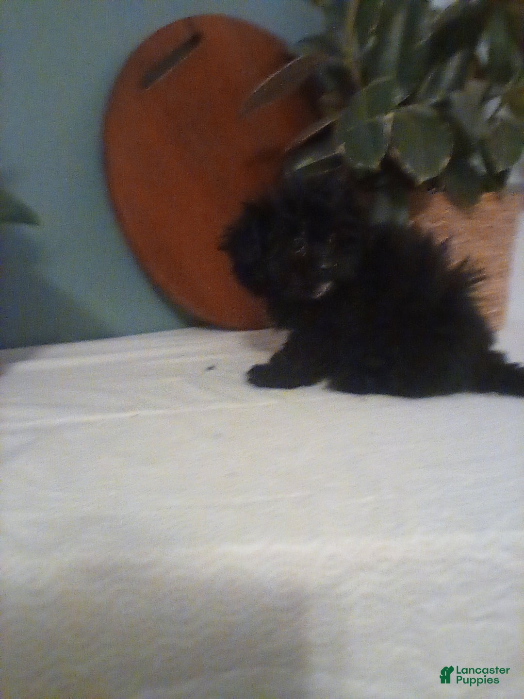 Shih Tzu dogs for sale: Shih Tzu Puppy 2 - Ad 3