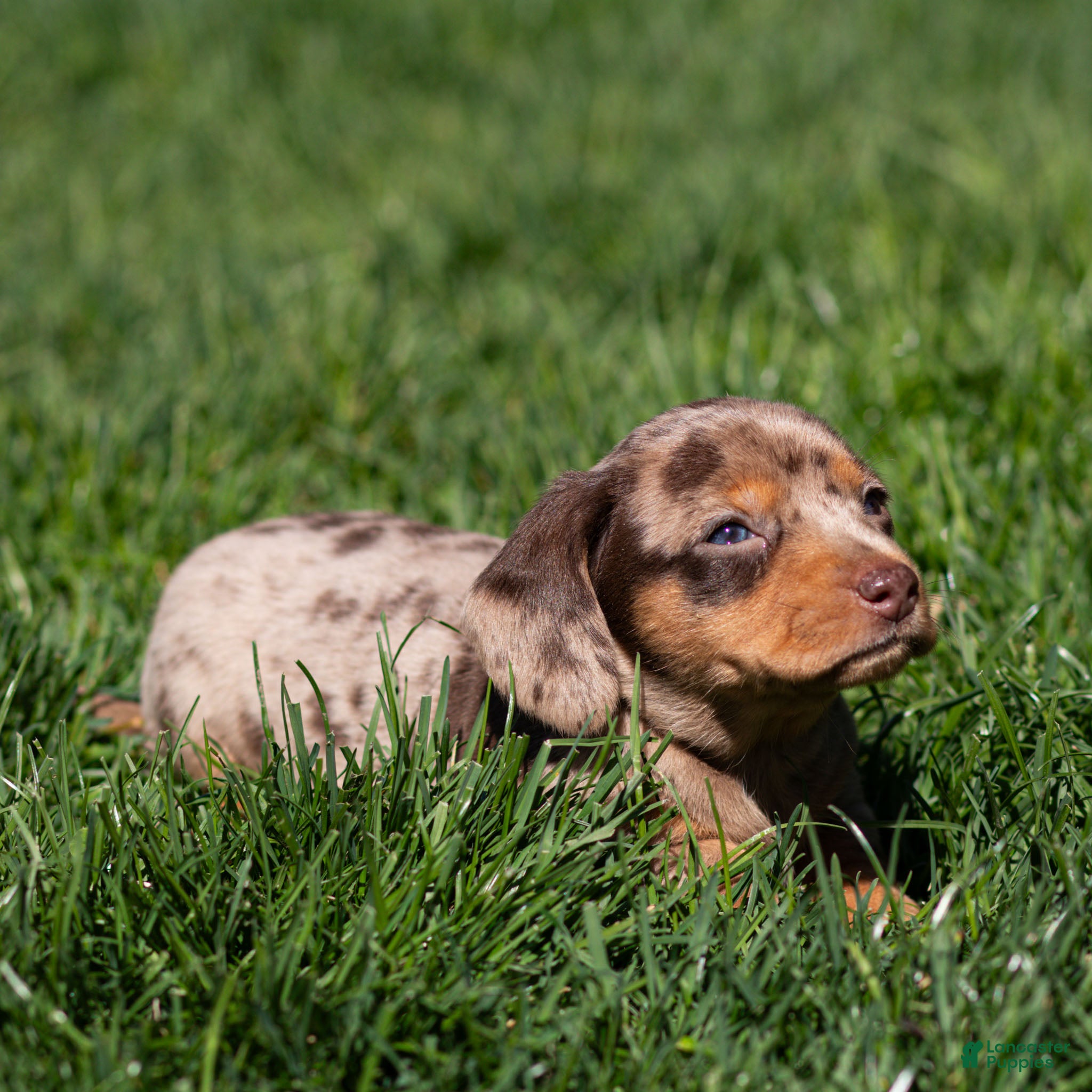 Miniature Dachshund dogs Junie Miniature Dachshund Puppy  - Ad 2