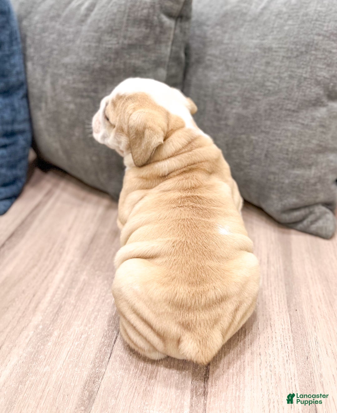 Mixed Breed dogs for sale: Casper - Ad 5