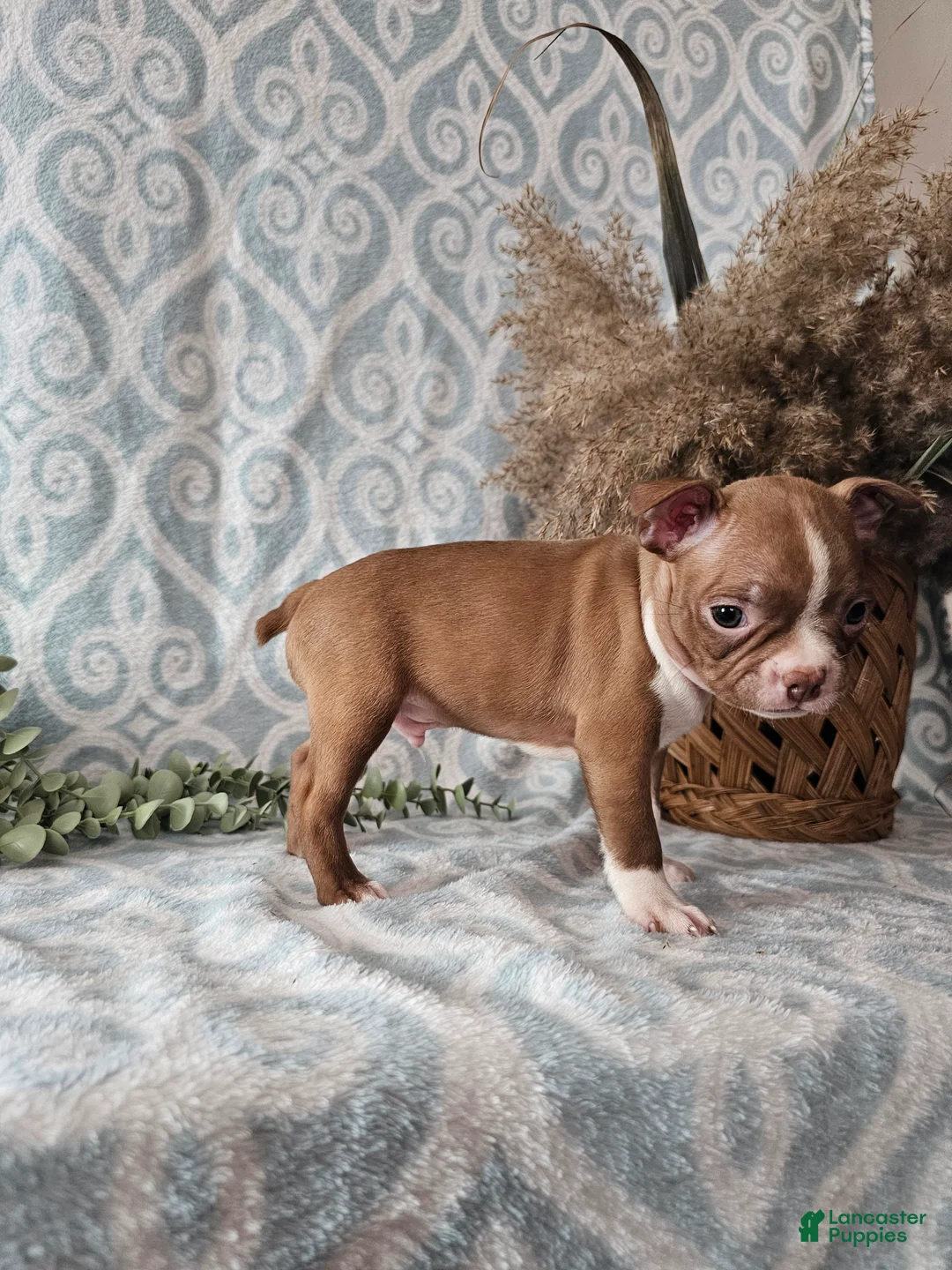 Boston Terrier dogs for sale: Jasper - Ad 3