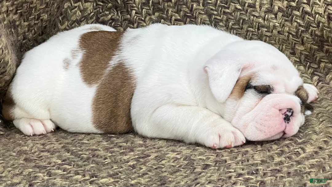 English Bulldog dogs for sale: Dandy - Ad 3