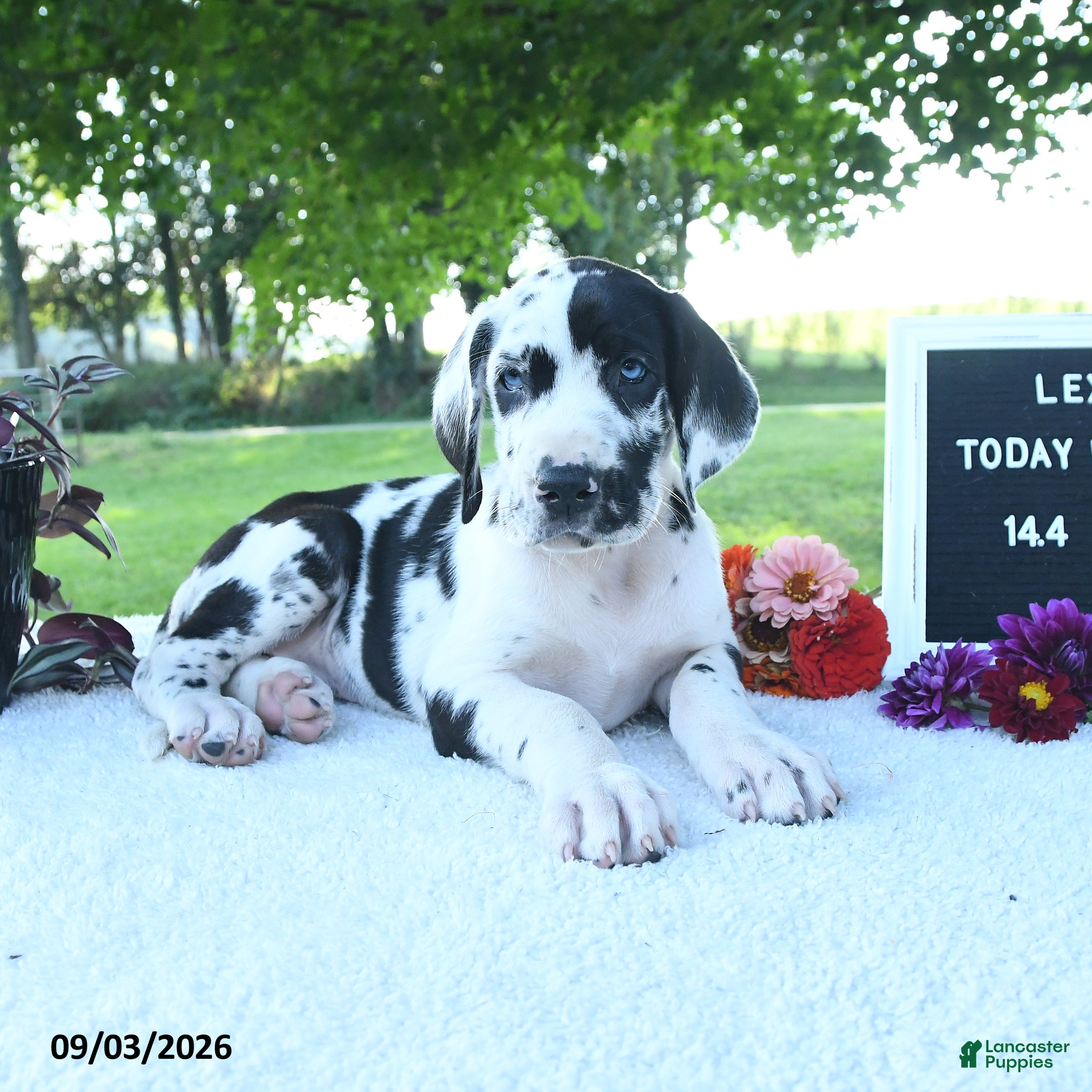 Great Dane dogs Lexie - Ad 1