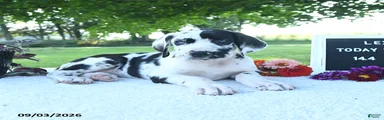Lexie
