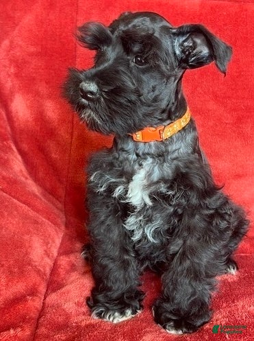 Schnauzer dogs Trapper - Ad 1