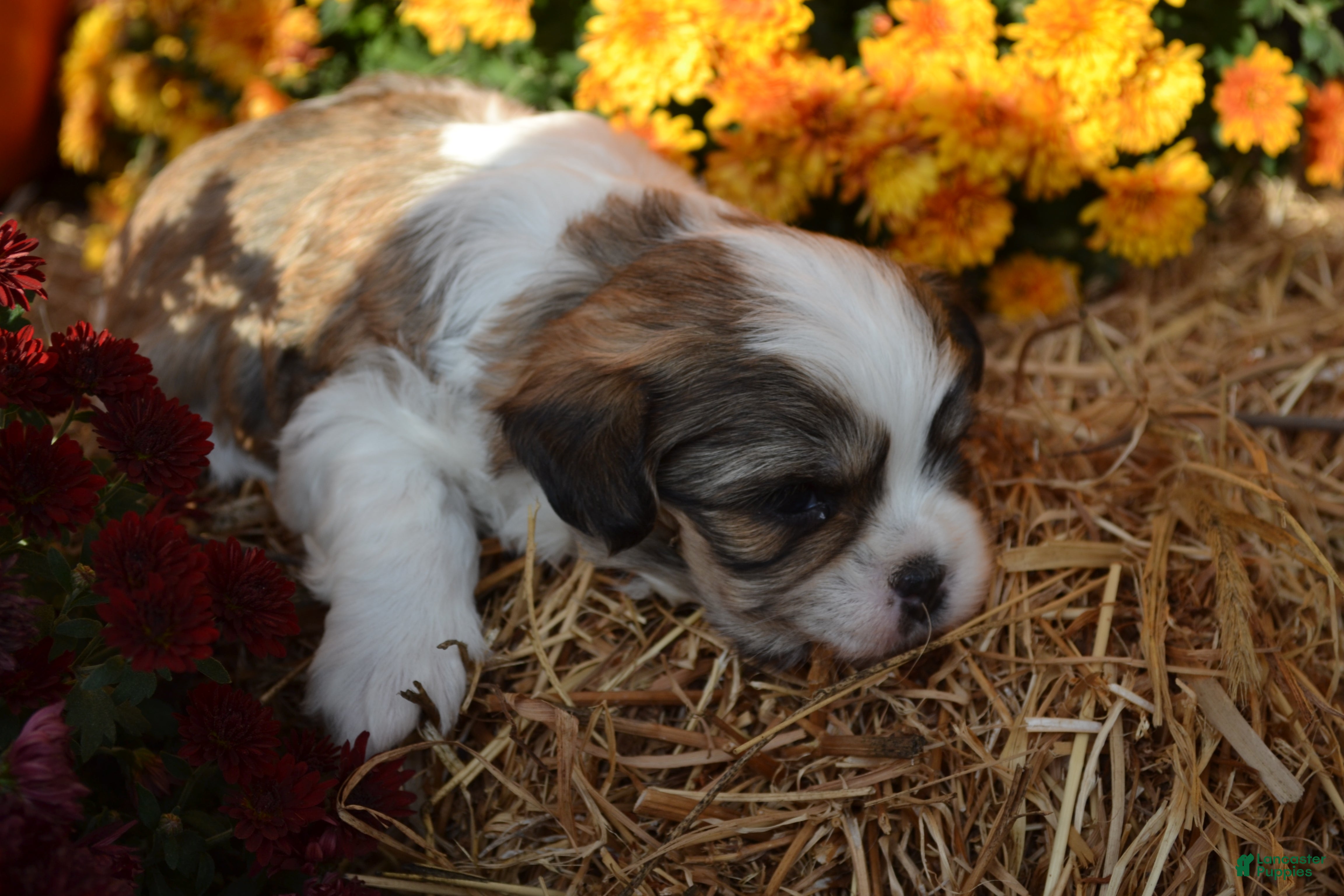 Malshi dogs for sale: Snoopy - Ad 1
