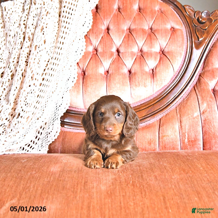 Miniature Dachshund dogs for sale: Kyla - Ad 1