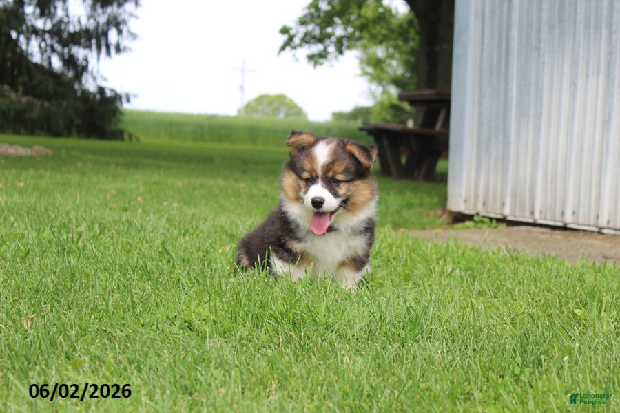 Welsh Corgi Pembroke dogs for sale: Dale  - Ad 6