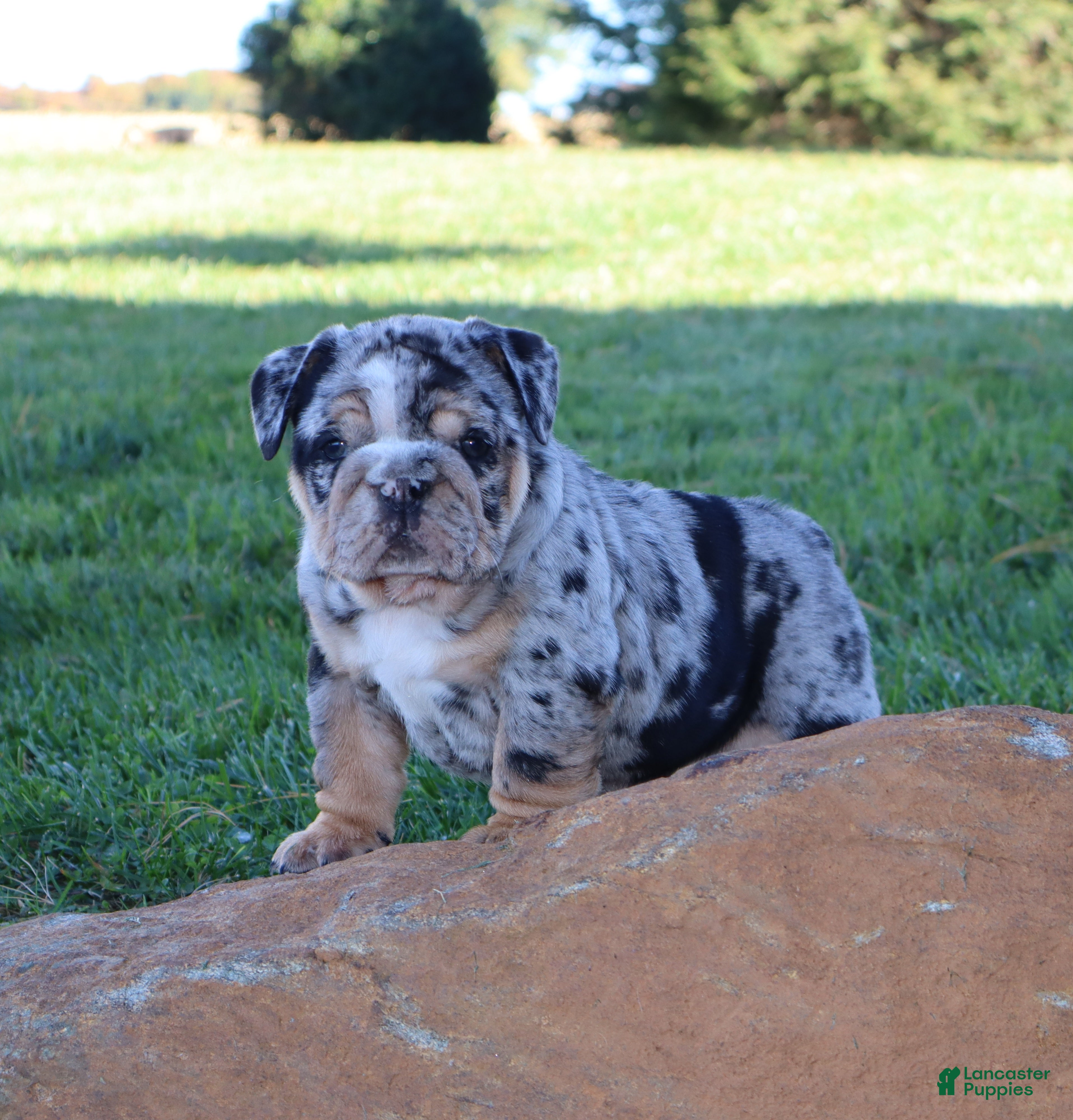 English Bulldog dogs for sale: Siesta - Ad 1
