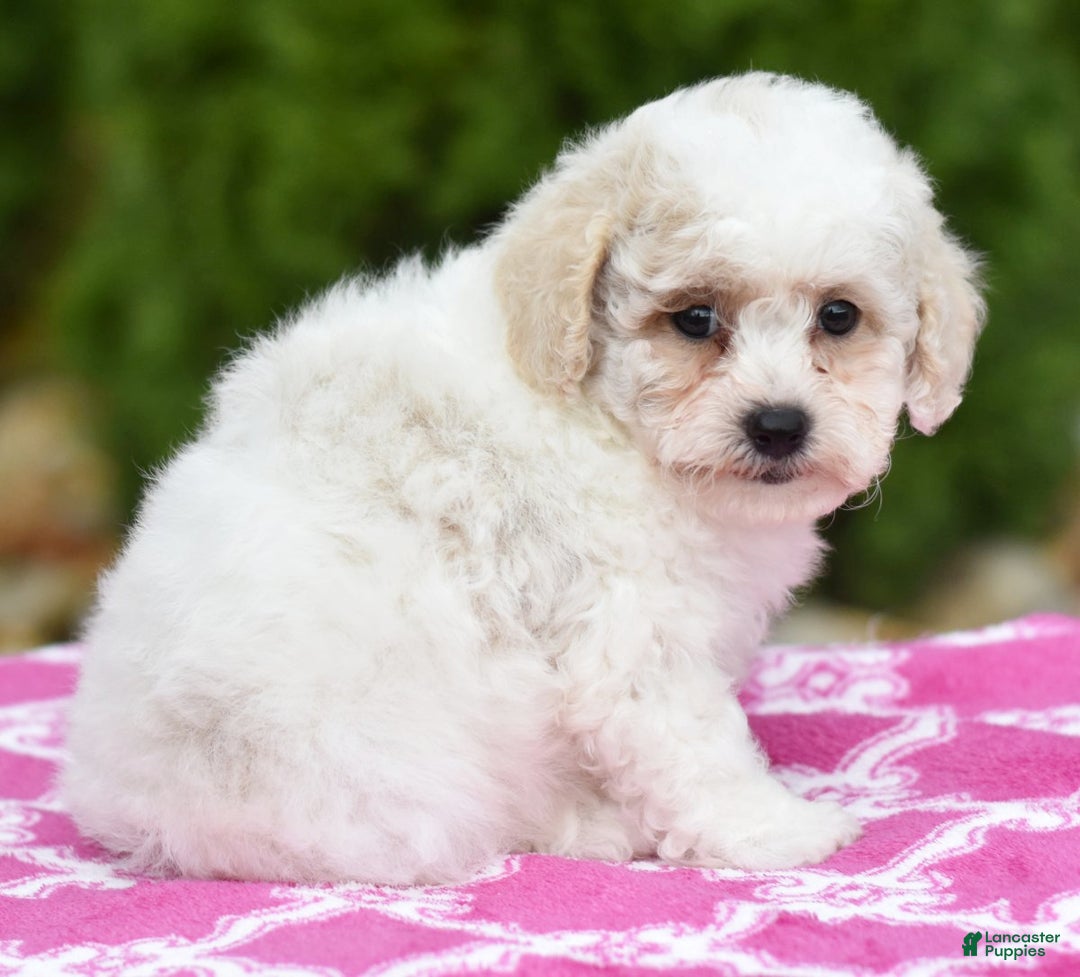 Bichpoo dogs for sale: Fisher - Ad 2