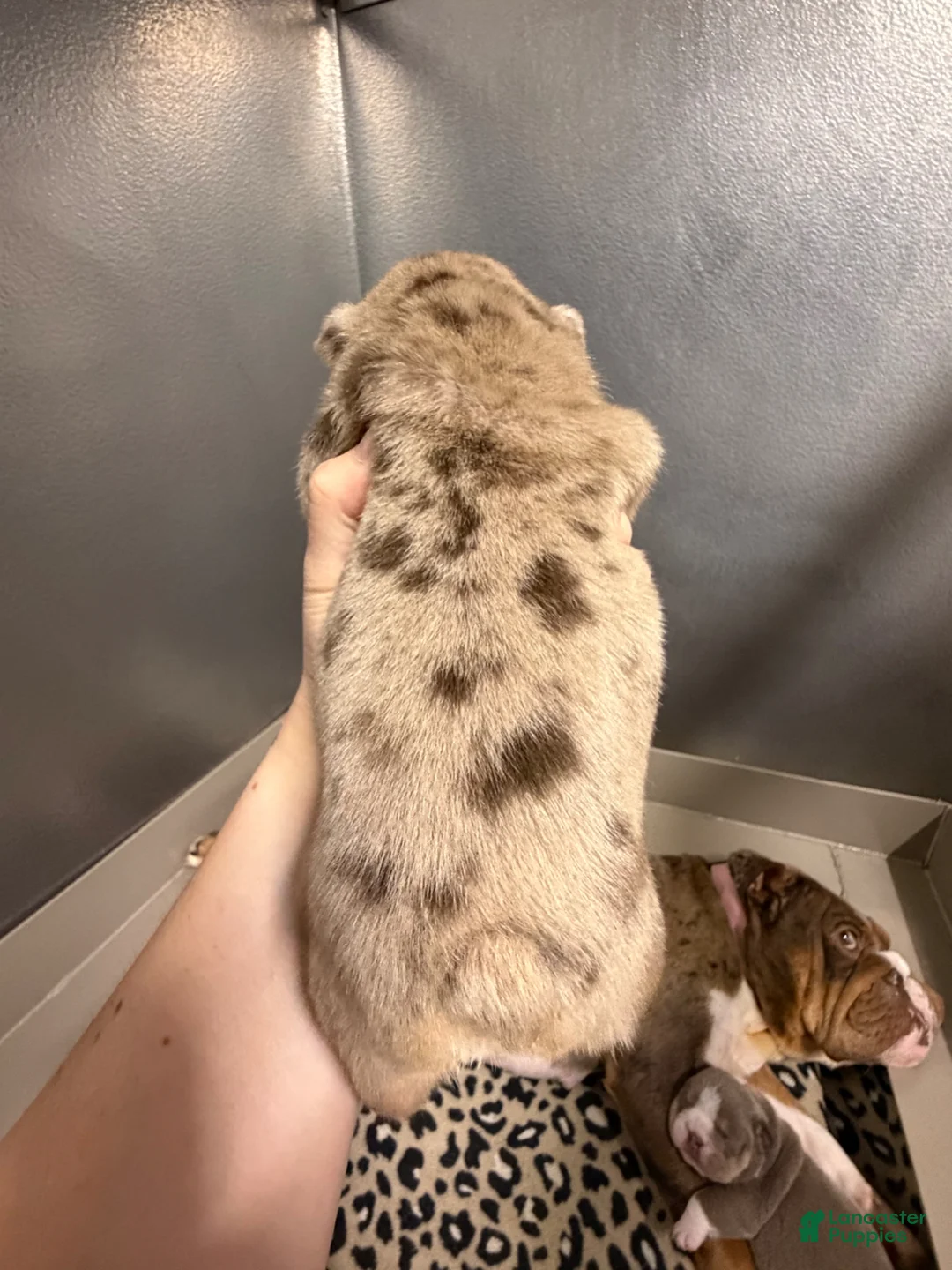 English Bulldog dogs for sale: Twix - Ad 2