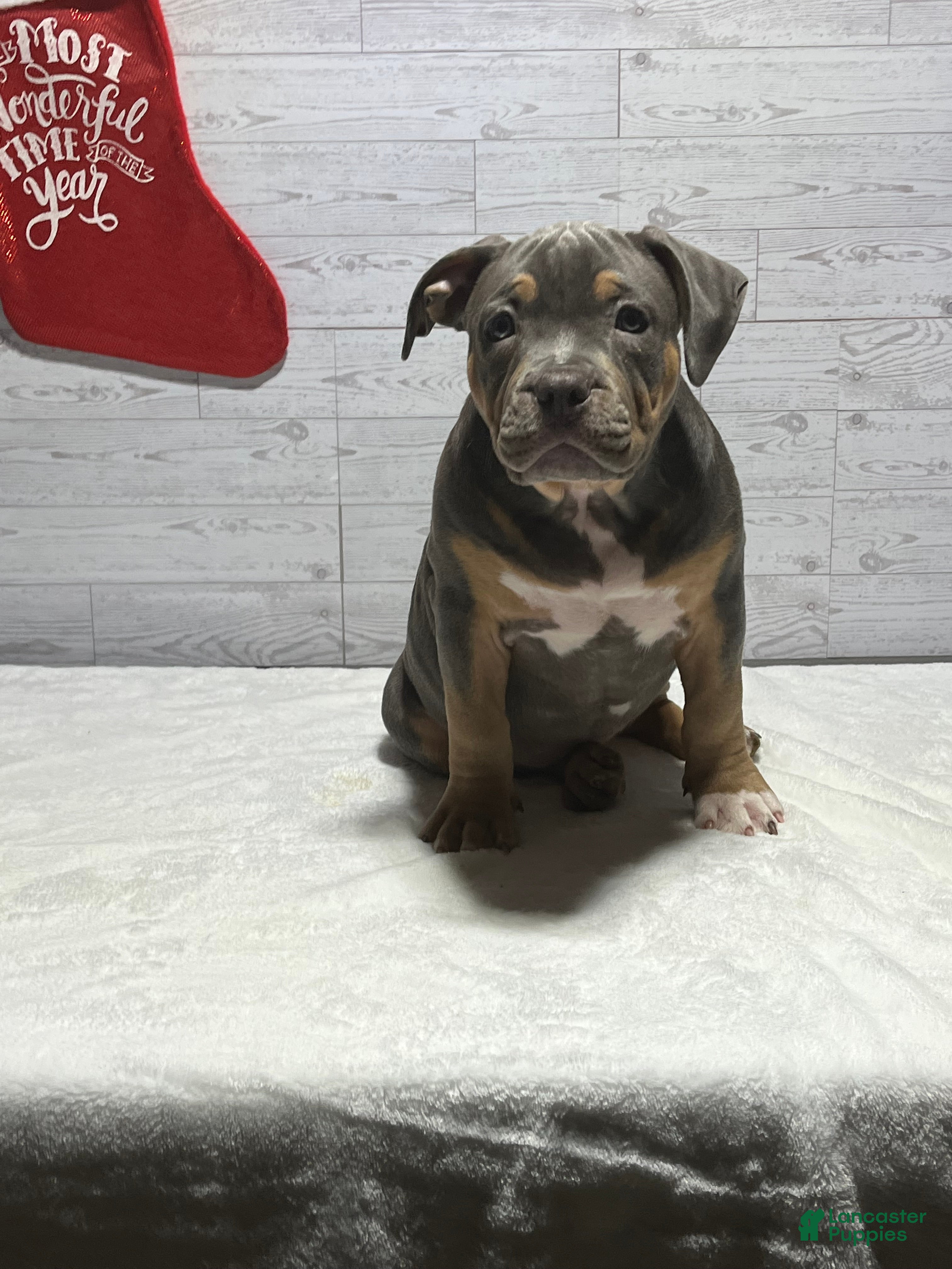 American Bully dogs Elsa - Ad 2